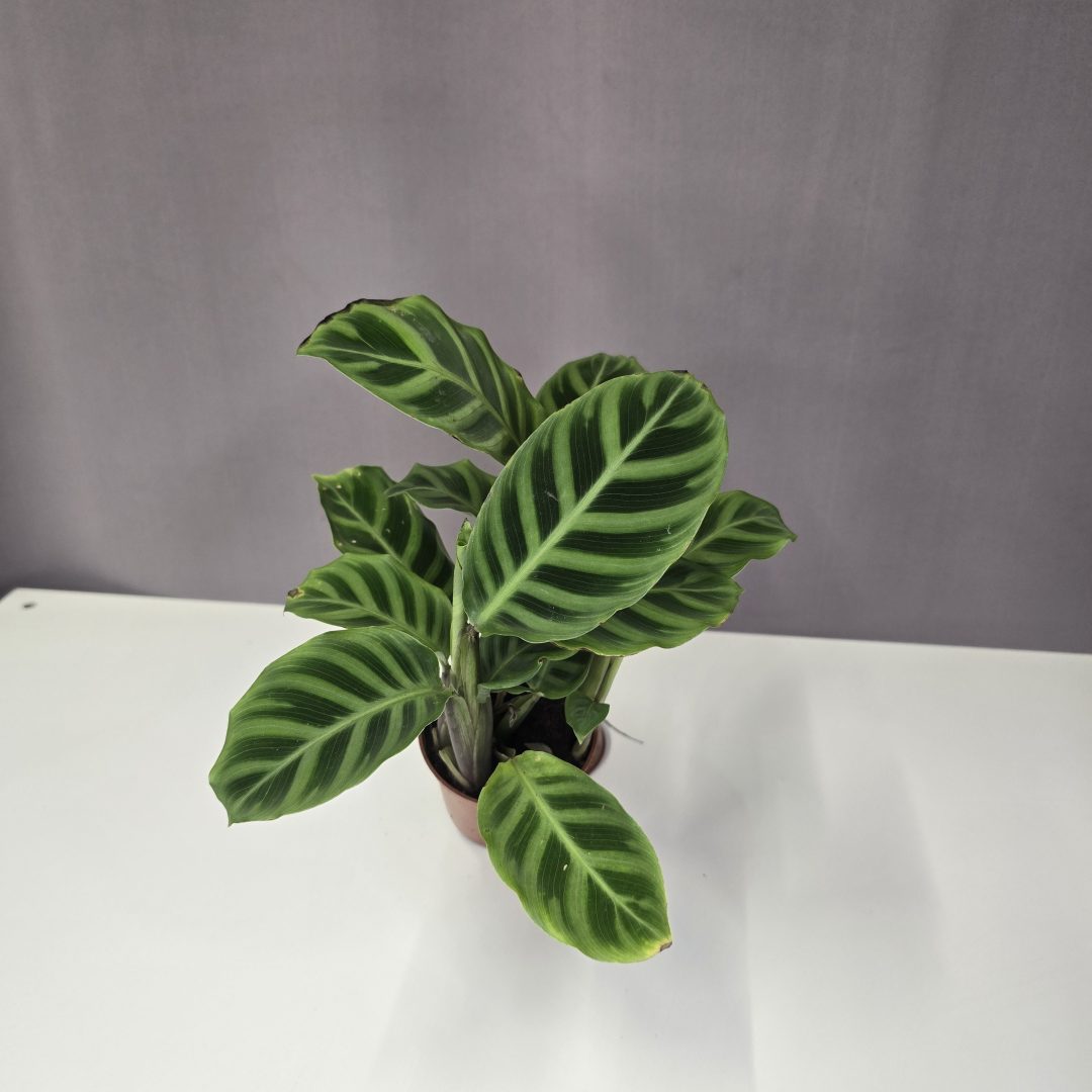 Calathea 'Zebrina' 7/15