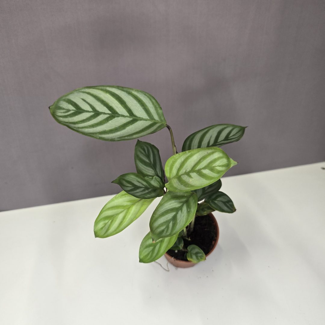 Ctenanthe setosa 'Exotica' 7/15