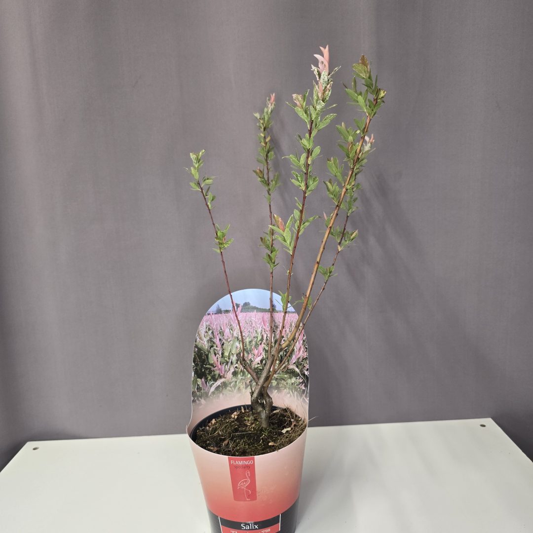 Salix integra 'Flamingo' - Tarka levelű japánfűz 12/40