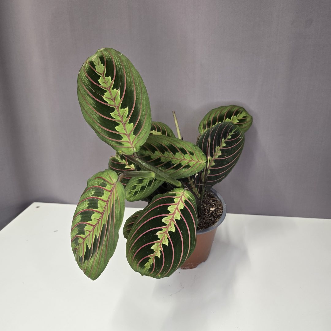 Maranta leuconeura Tricolor - Nyílgyökér 12/30