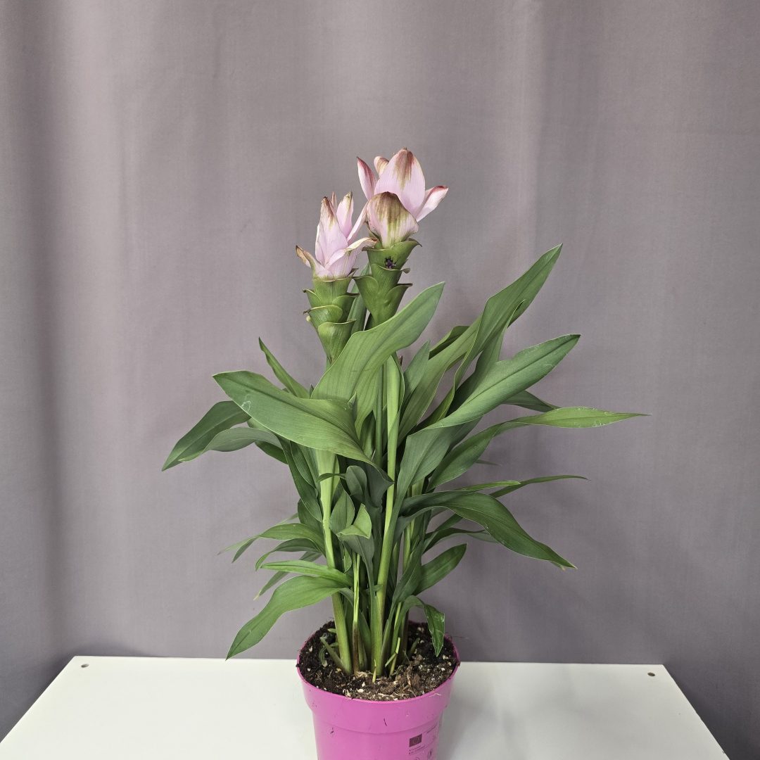 Curcuma alismatifolia Siam Swing - Kurkuma rózsaszín 14/50