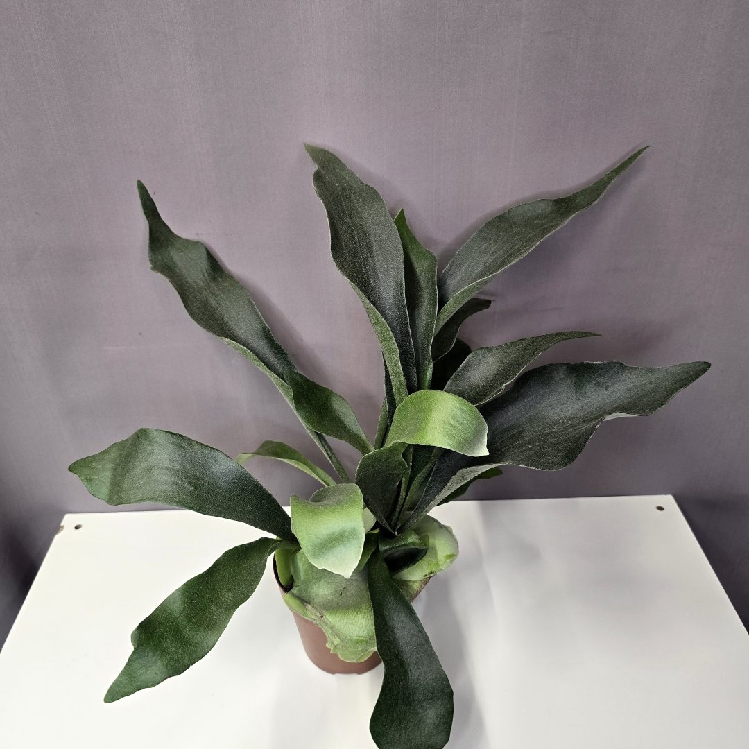 Platycerium bifurcatum - Szarvasagancs Páfrány 12/45