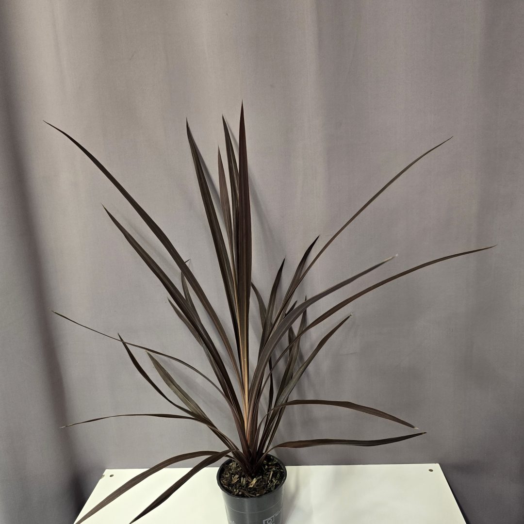 Cordyline australis 'Red Star' - Piroslevelű ausztrál liliom 11/45