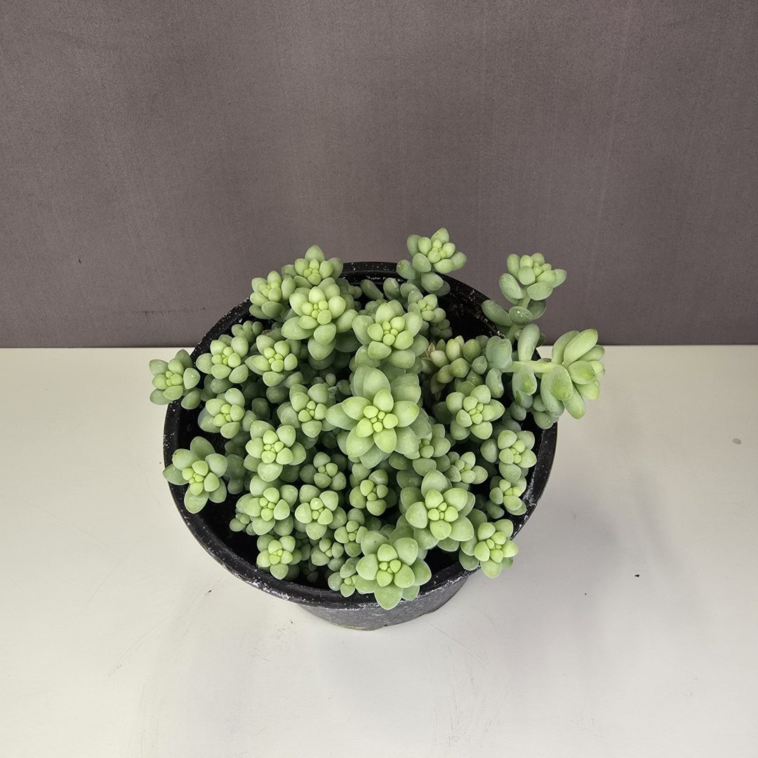 Csüngő varjúháj - Sedum burrito
