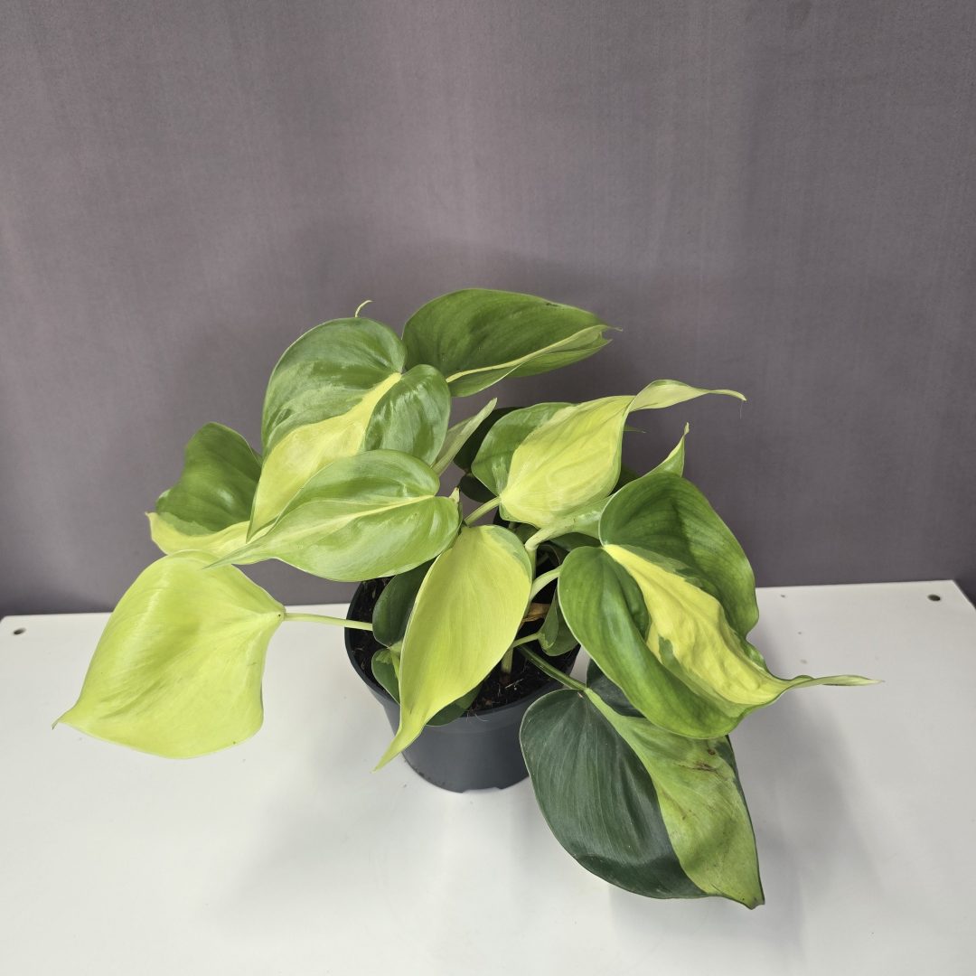 Philodendron 'Scandens Brazil'