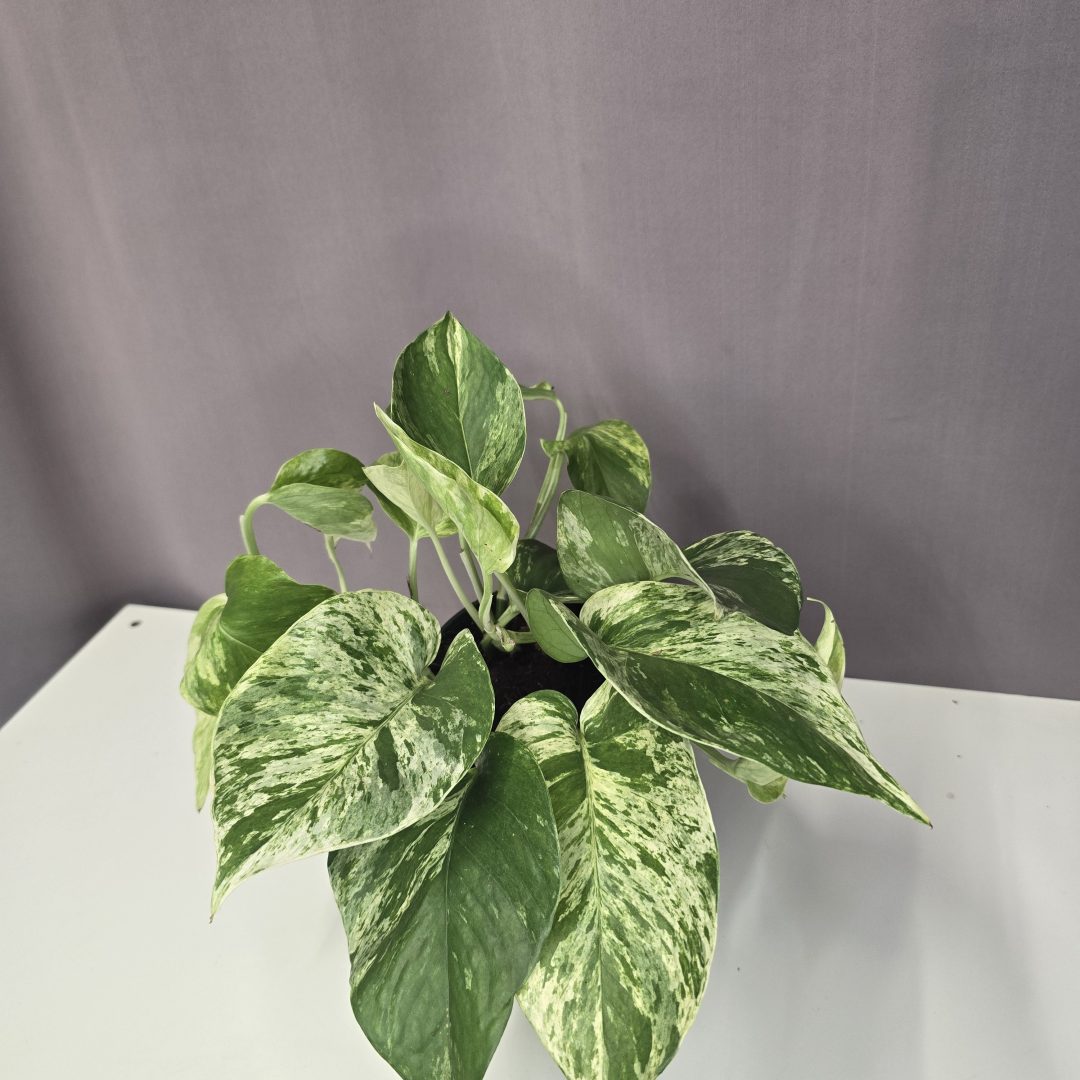 Epipremnum aureum "Marble queen"