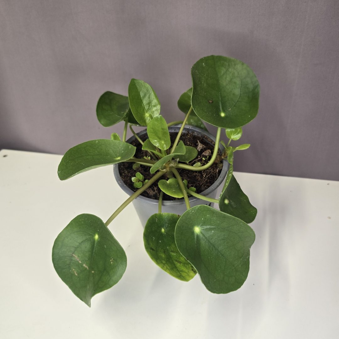 Pilea peperomioides - Pénzlevelű pilea 12/20