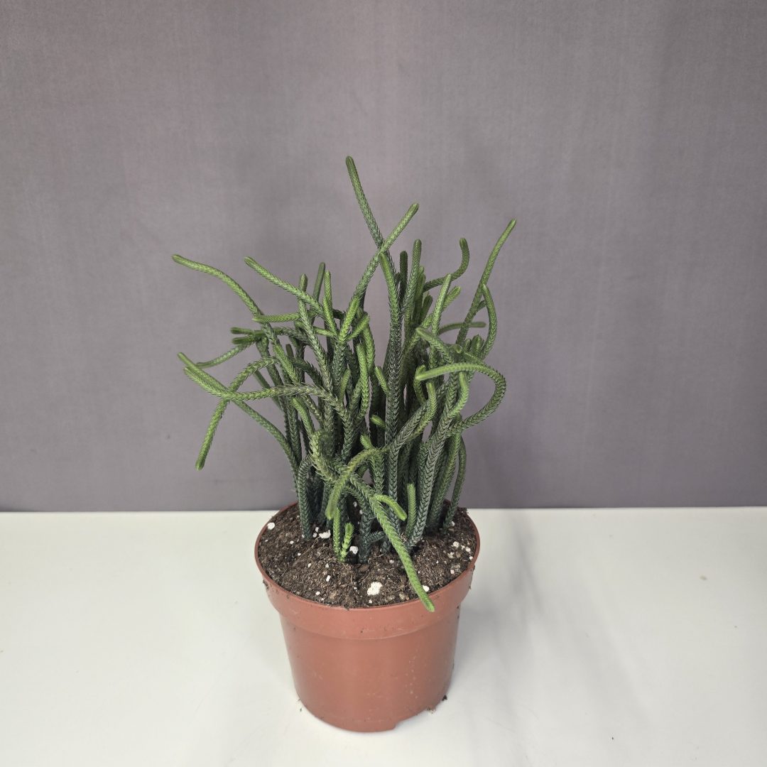 Crassula muscosa