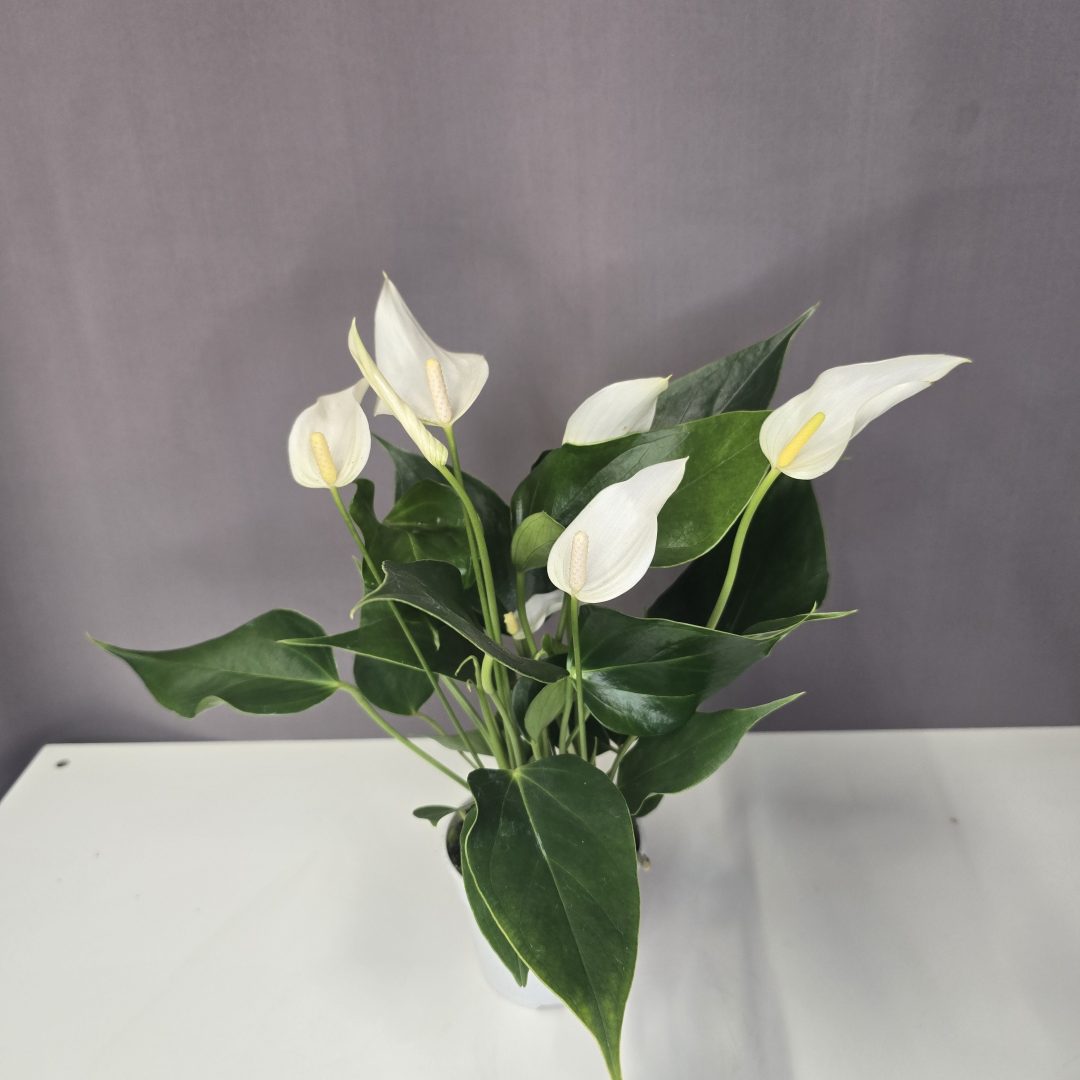 Anthurium ‘Banderola Cava White’ - Flamingóvirág