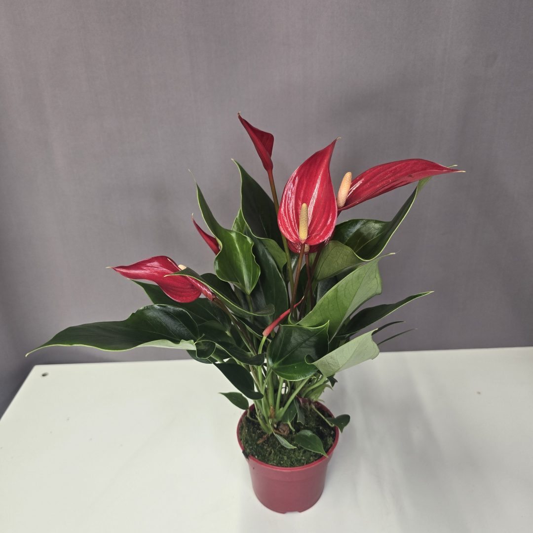 Anthurium ‘Banderola Cava Red’ - Flamingóvirág