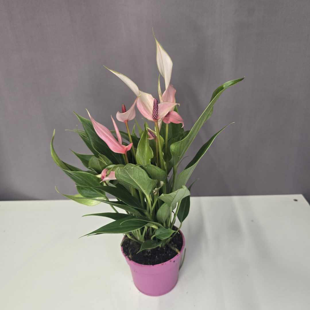 Anthurium ‘Banderola Cava Pink' - Flamingóvirág