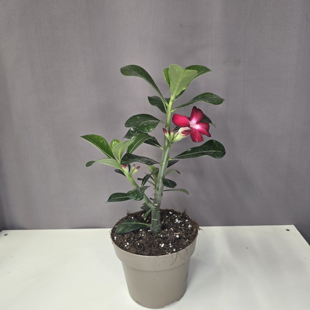Adenium - Sivatagi rózsa 14/30