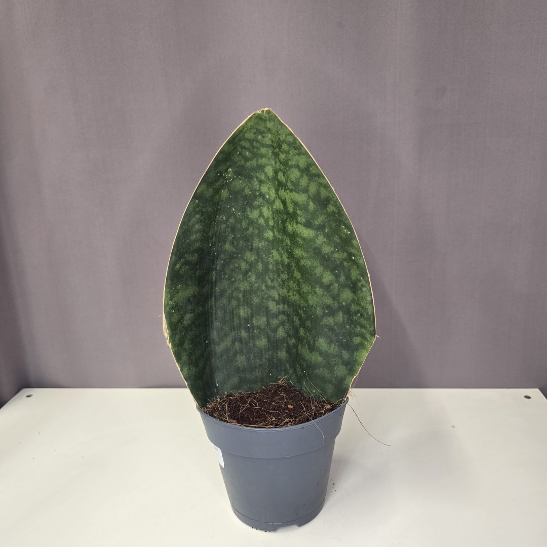 Sansevieria 'Congo' 12/35
