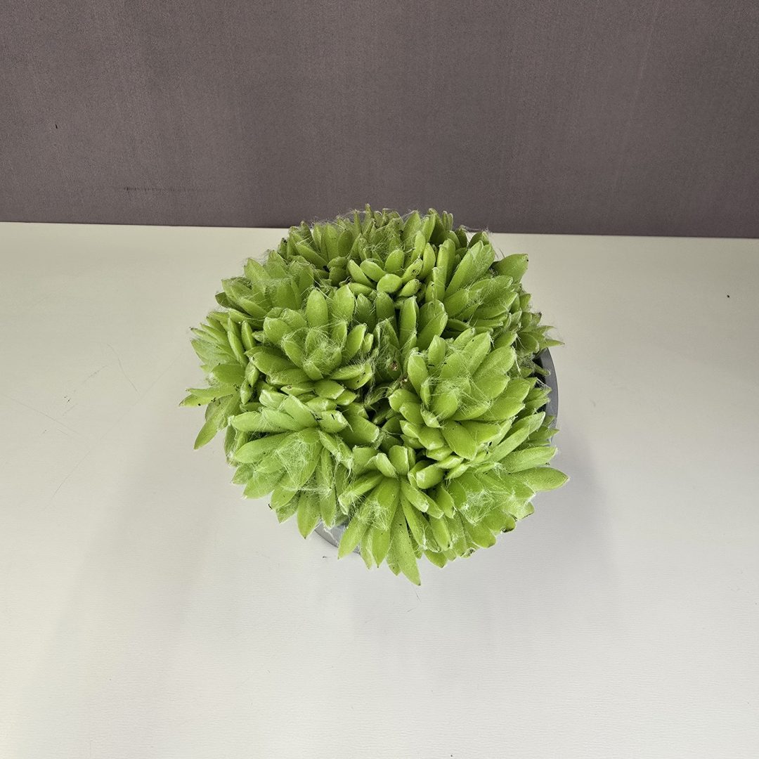 Sempervivum Nr1. 8/10