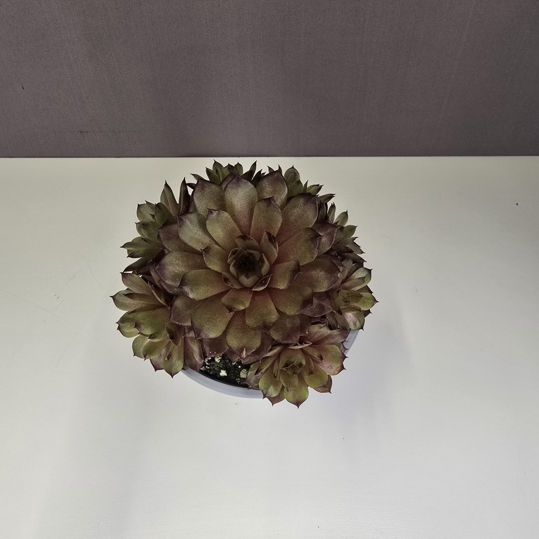 Sempervivum Nr2. 8/10