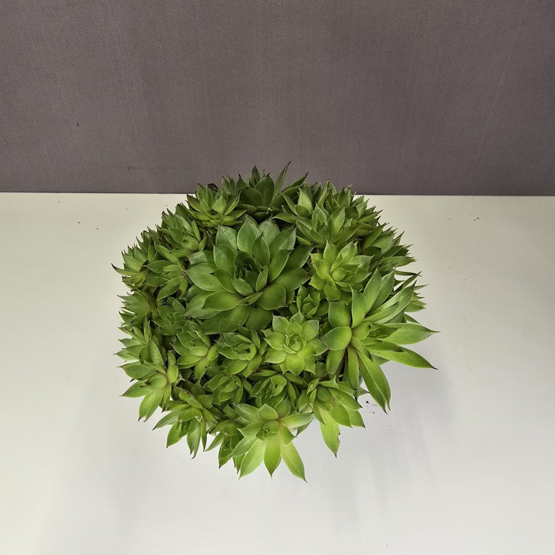 Sempervivum Nr4 8/10