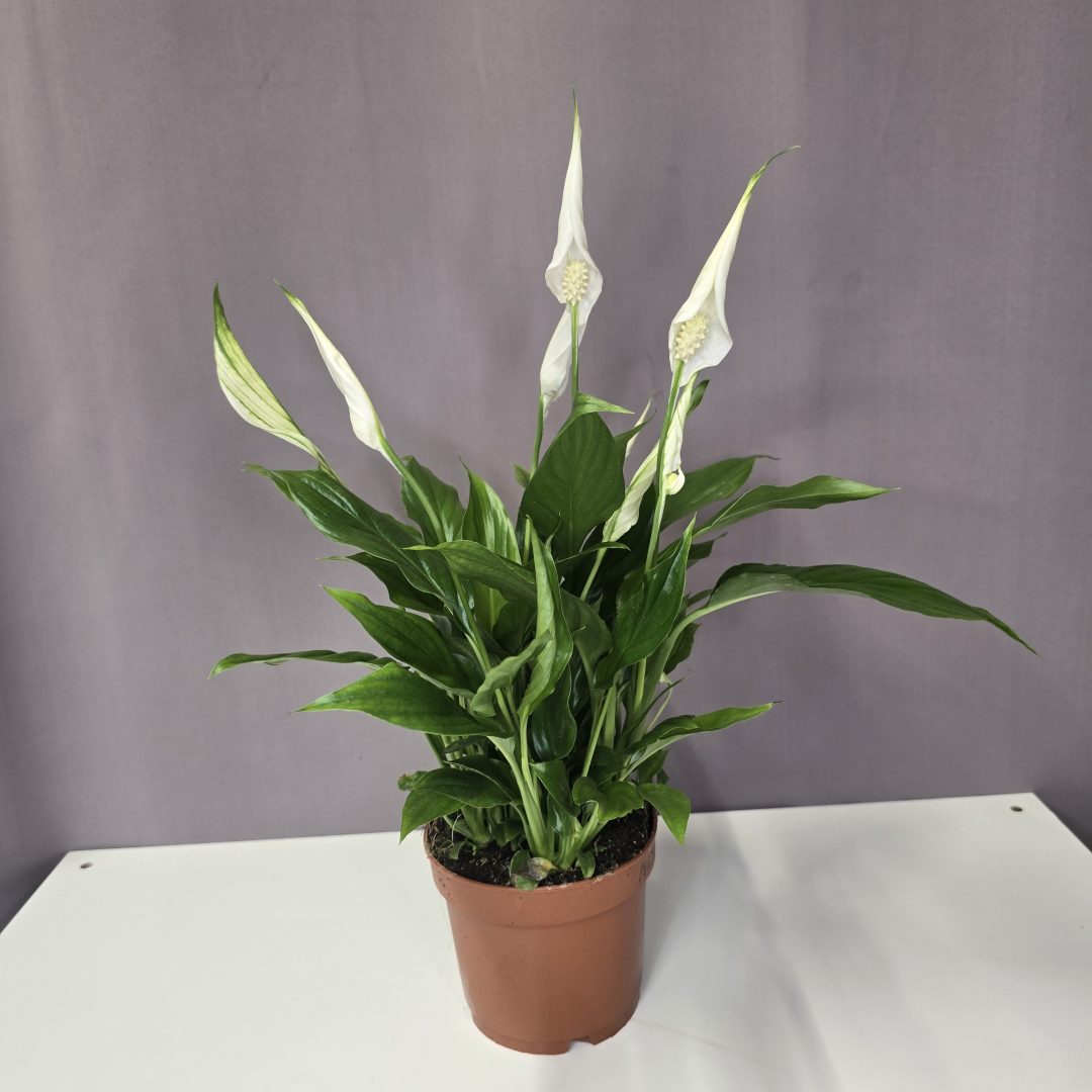 Spathiphyllum - Vitorlavirág 13/40