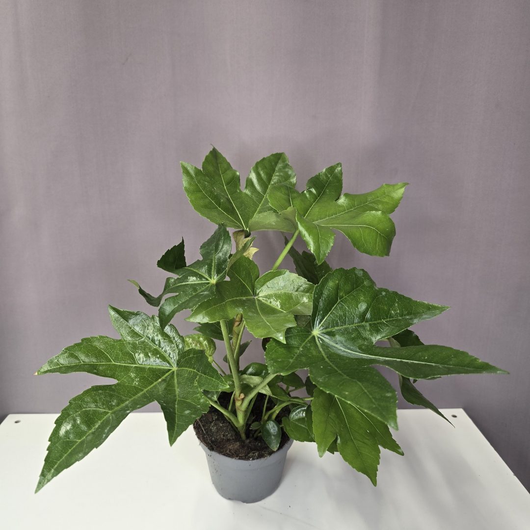 Fatsia japonica - Szobaarália 12/40