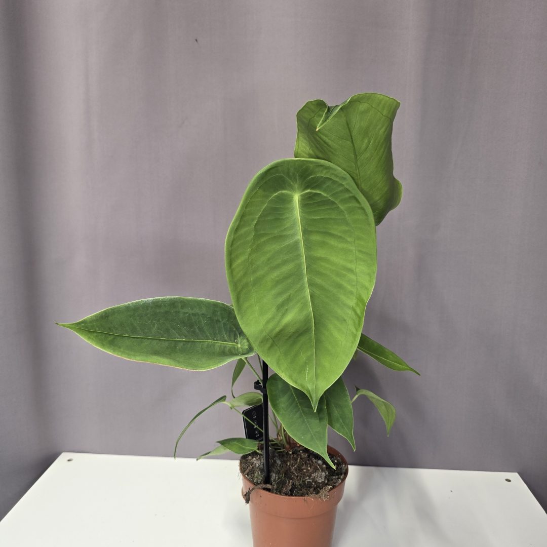 Anthurium peltigerum