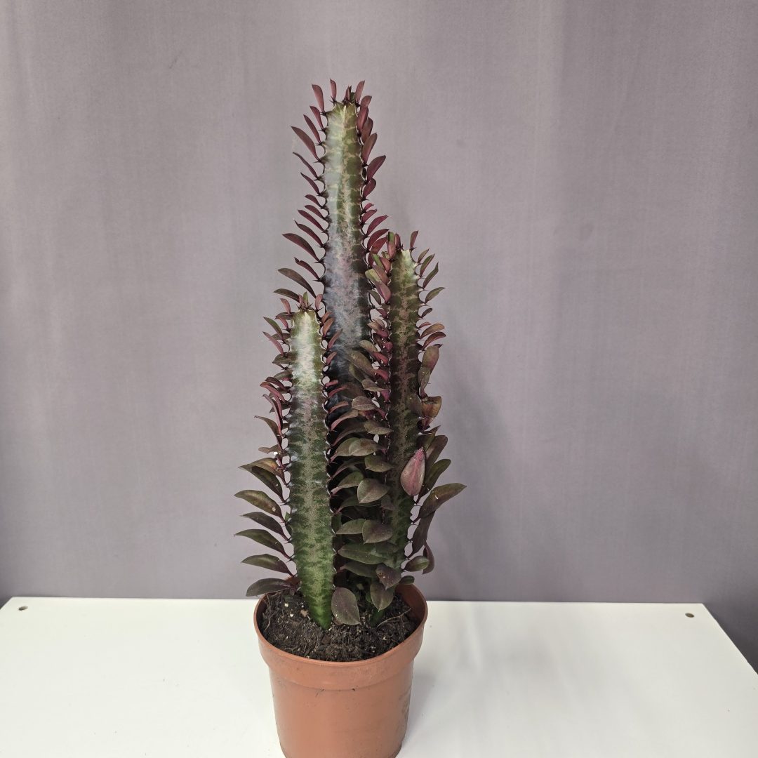Euphorbia trigona Rubra - Háromélű kutyatej 12/45