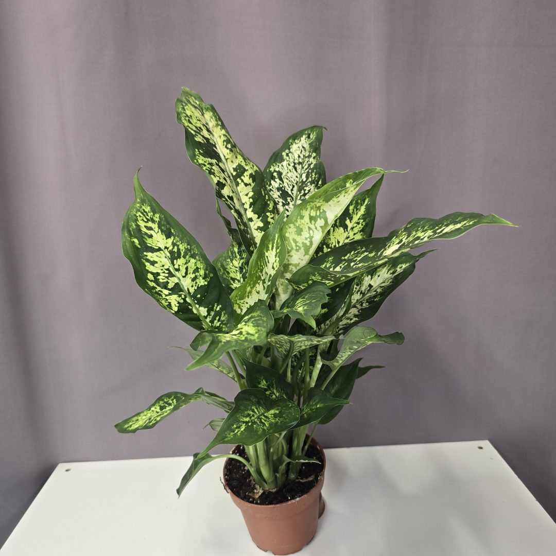 Dieffenbachia Compacta 12/45