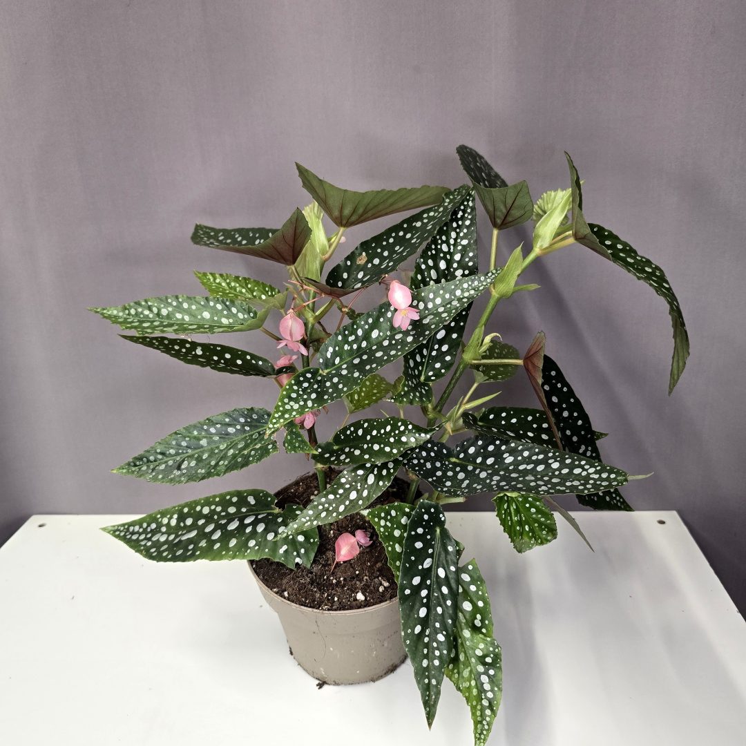 Begonia Maculata 14/40