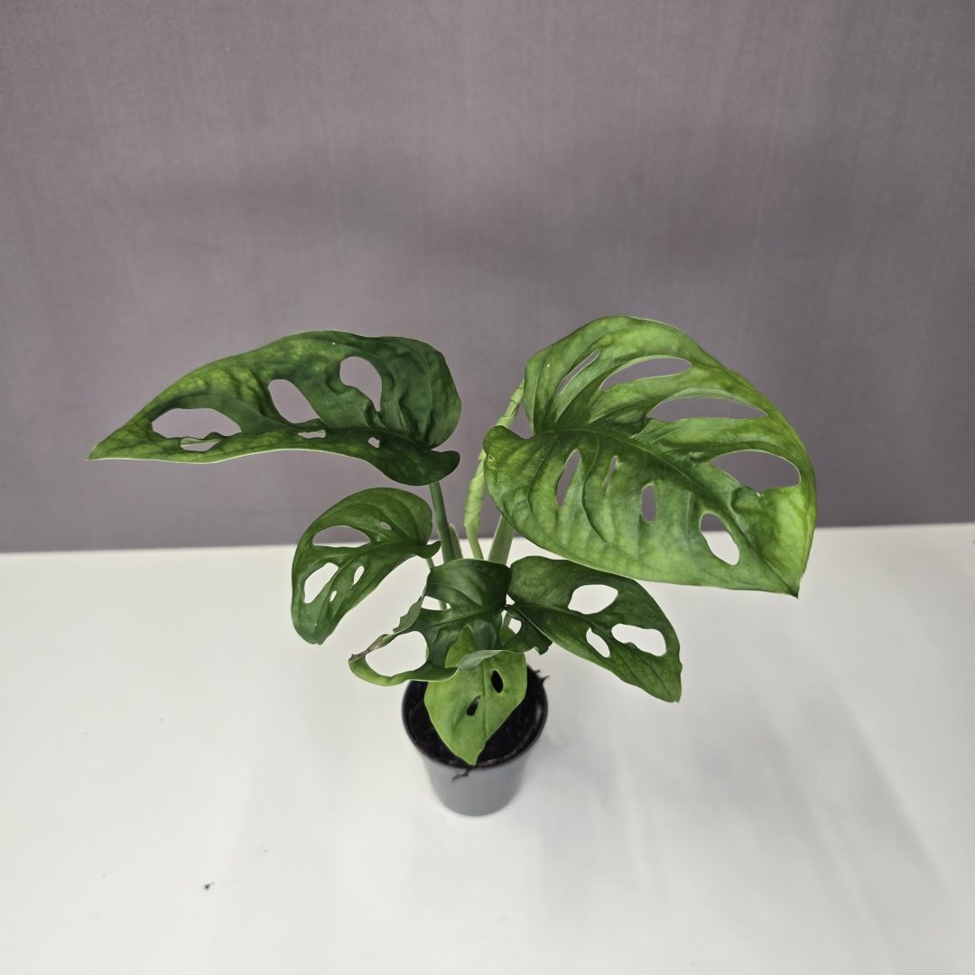 Monstera Adansonii mini