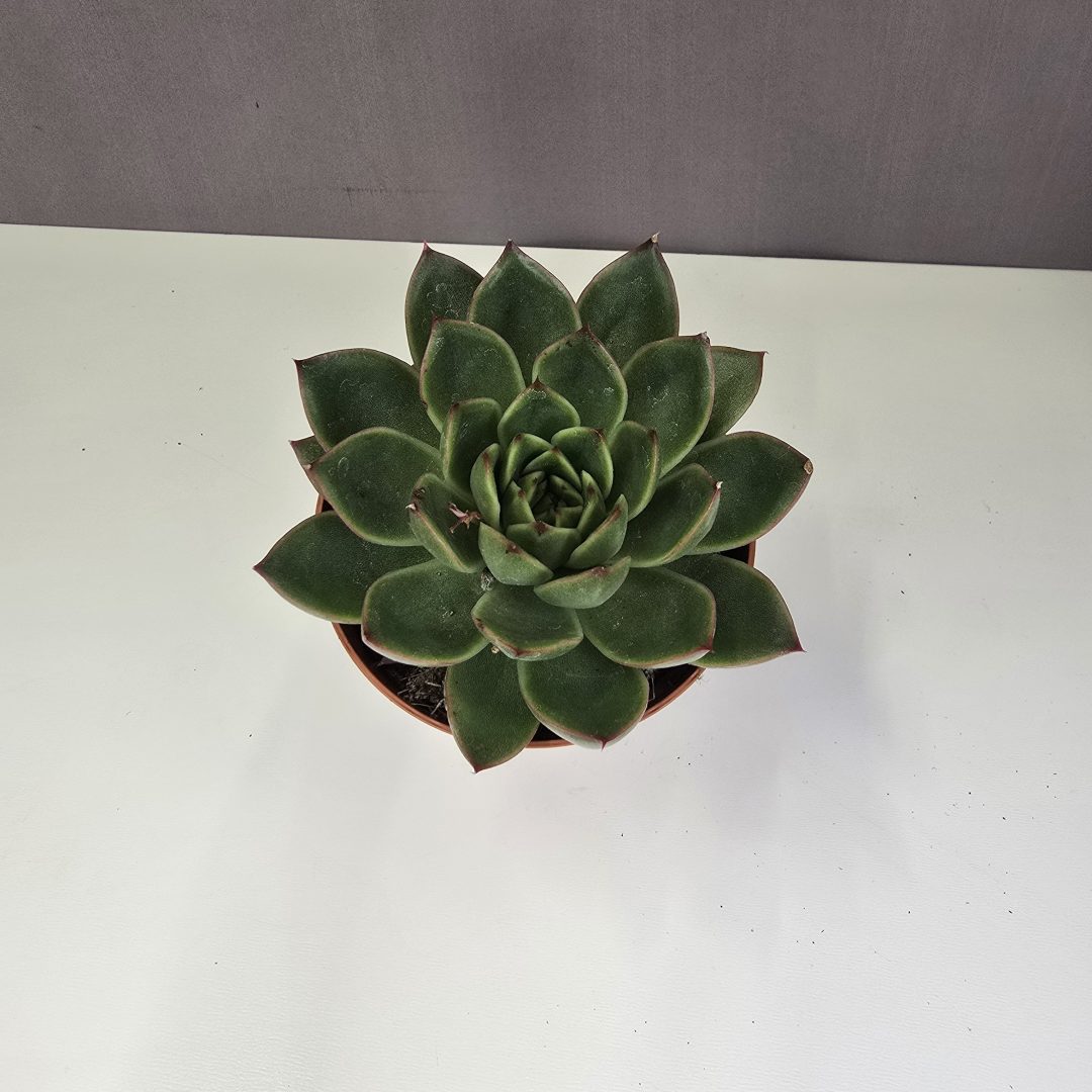 Echeveria Nr1. 8/10