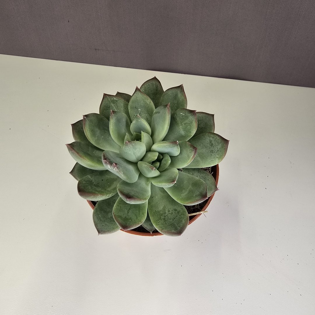 Echeveria Nr2. 8/10