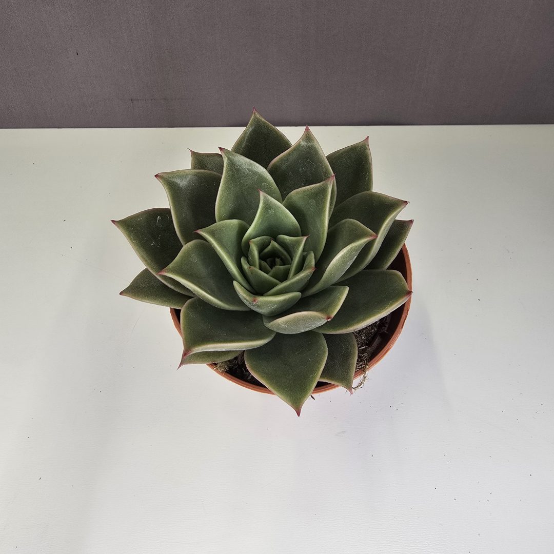 Echeveria Nr3. 8/10