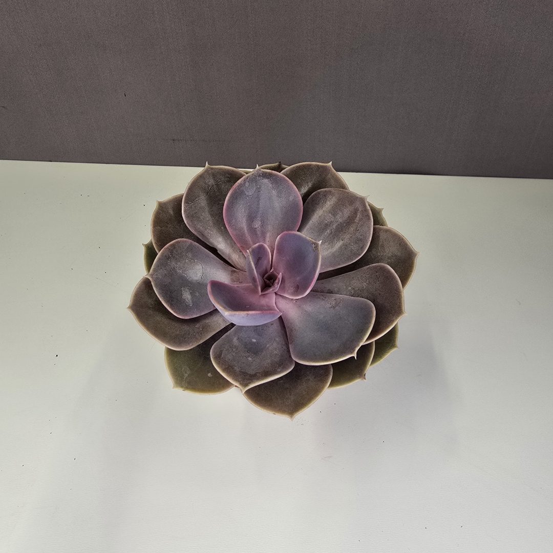Echeveria Nr4. 8/10