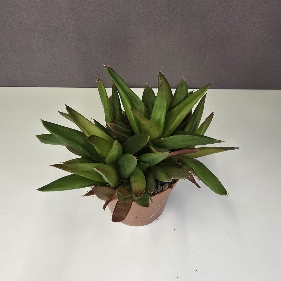Aloe 'Black Gem'