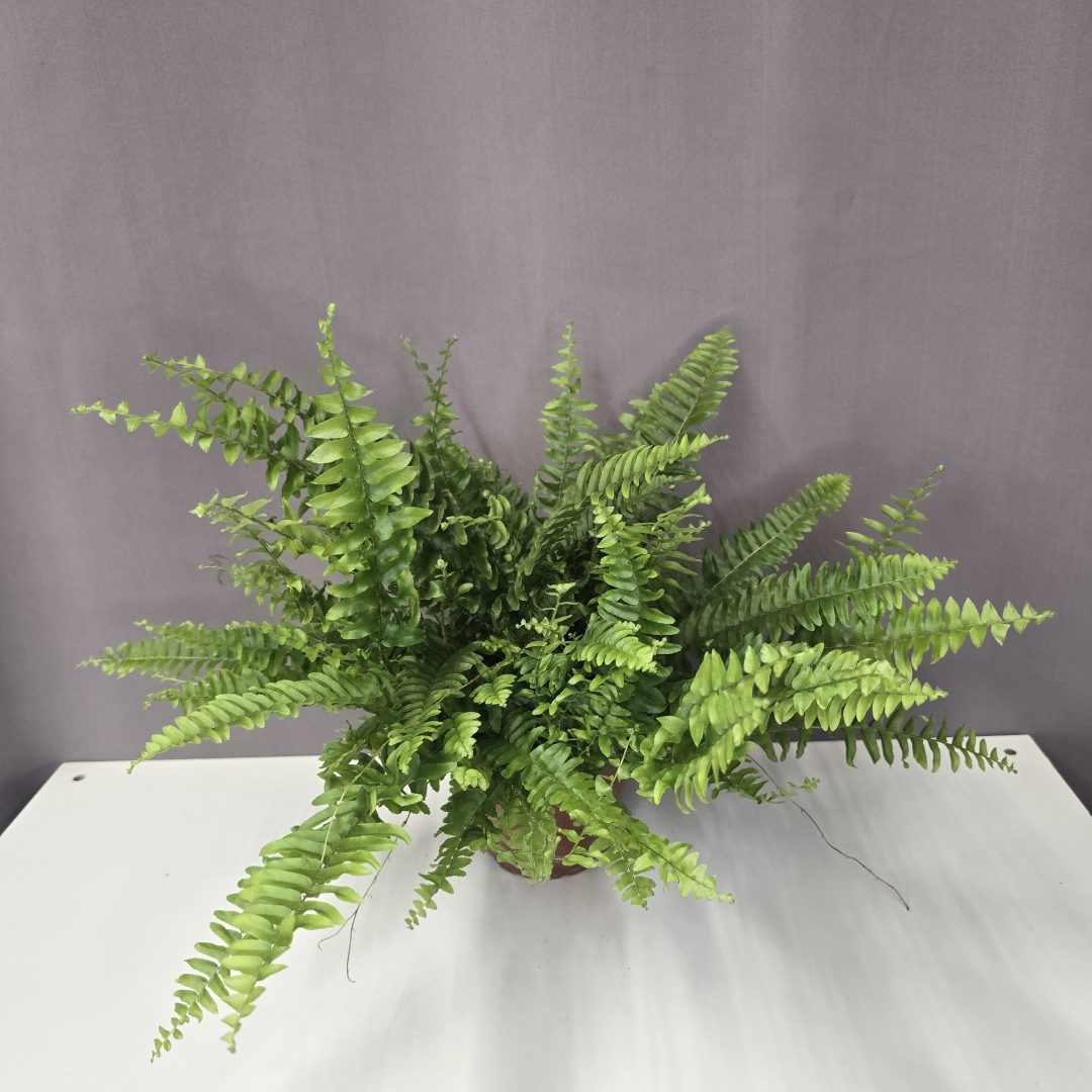 Nephrolepis Green Lady - Szobapáfrány 12/35