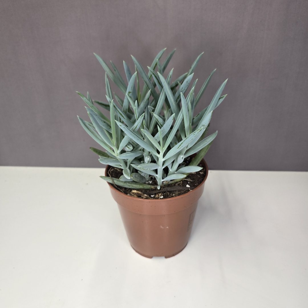 Curio ficoides 'Mount Everest'