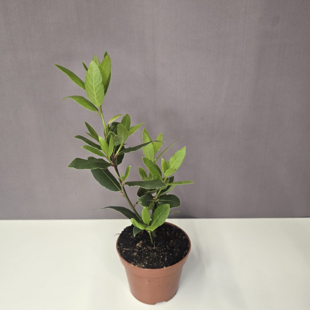 Laurus Nobilis - Ehető babér