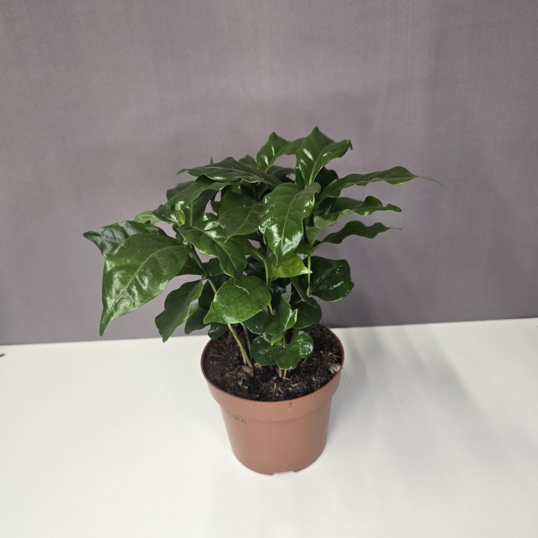 Coffea Arabica - Kávébab cserje 12/25