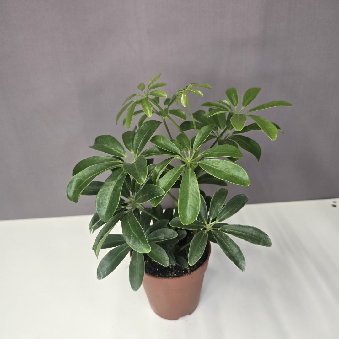 Sugárarália - Schefflera nora 10/25