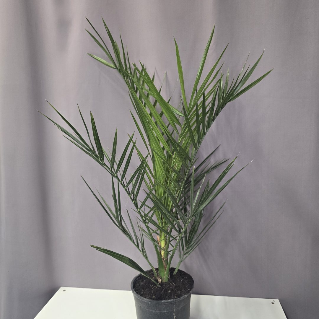 Phoenix pálma - Canariensis 14/70