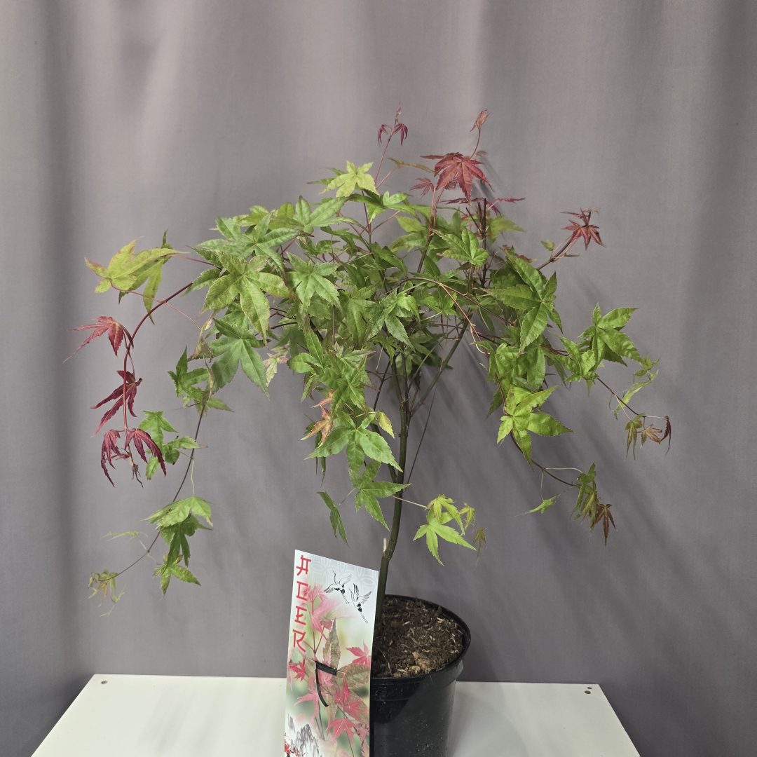 Acer palmatum 'Shin-deshojo' 19/65