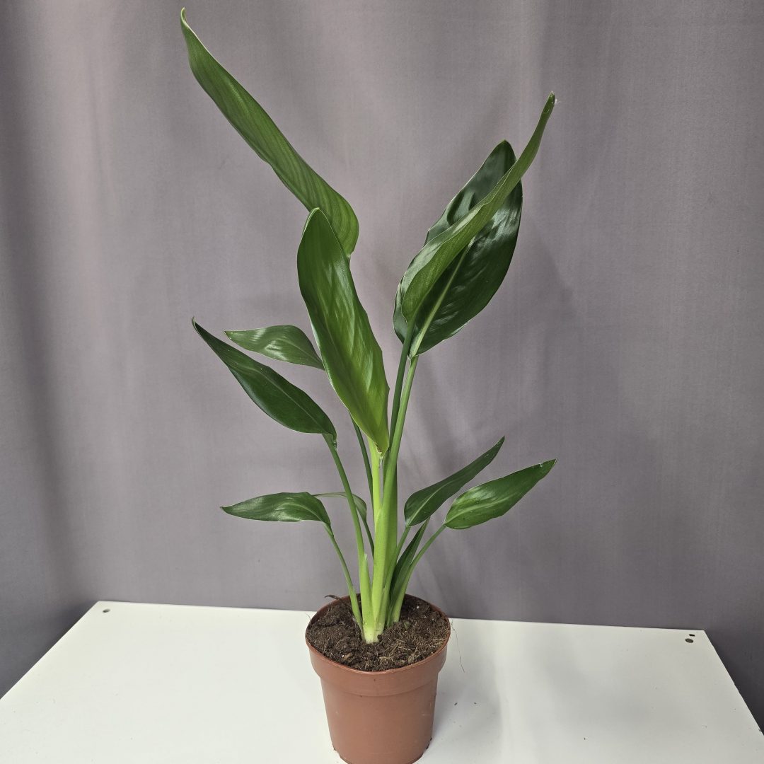 Strelitzia Reginae - Sárga papagájvirág 12/45