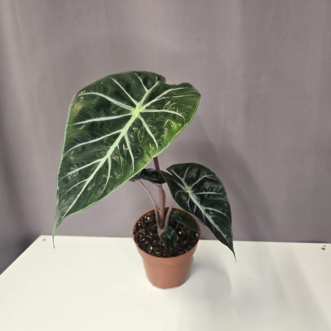 Alocasia 'Pink Dragon'  12/40