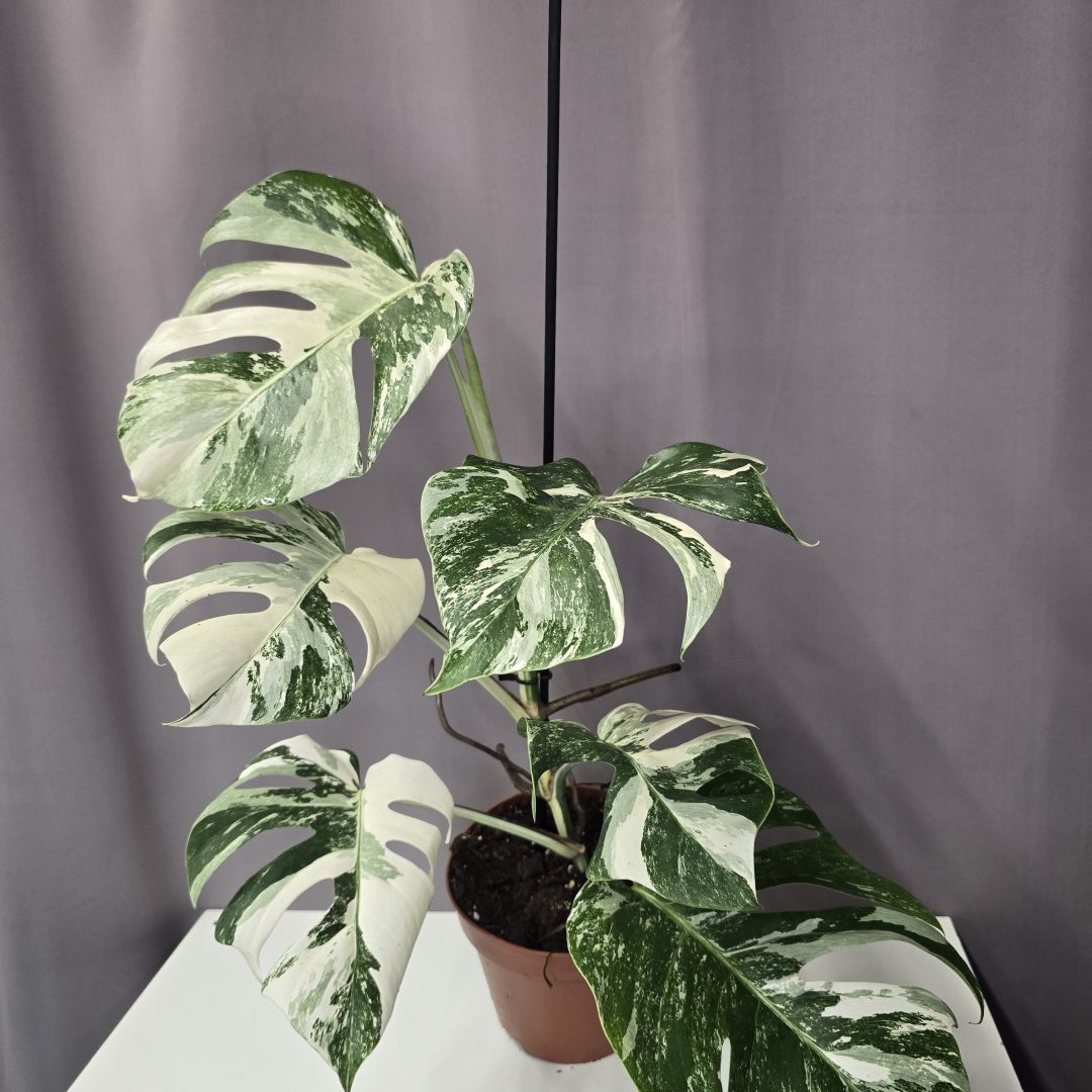 Monstera deliciosa 'Variegata'