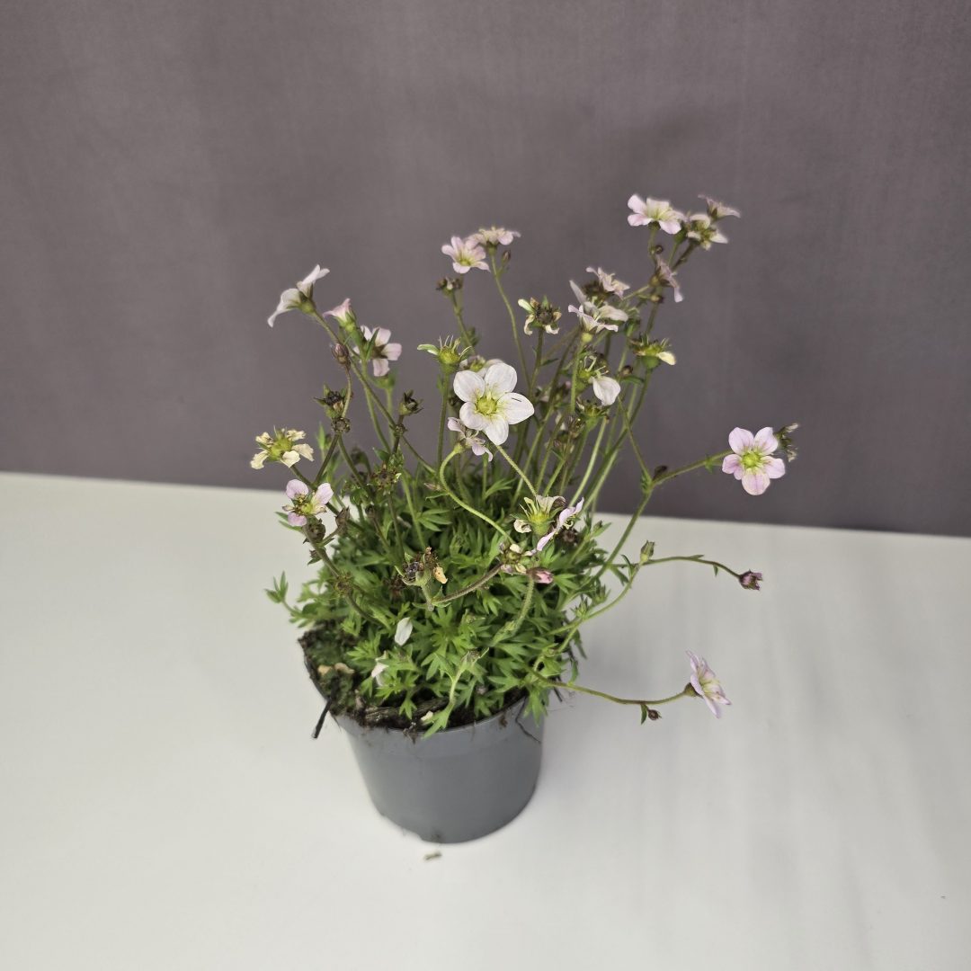 Saxifraga - Kötörőfű fehér 9/15