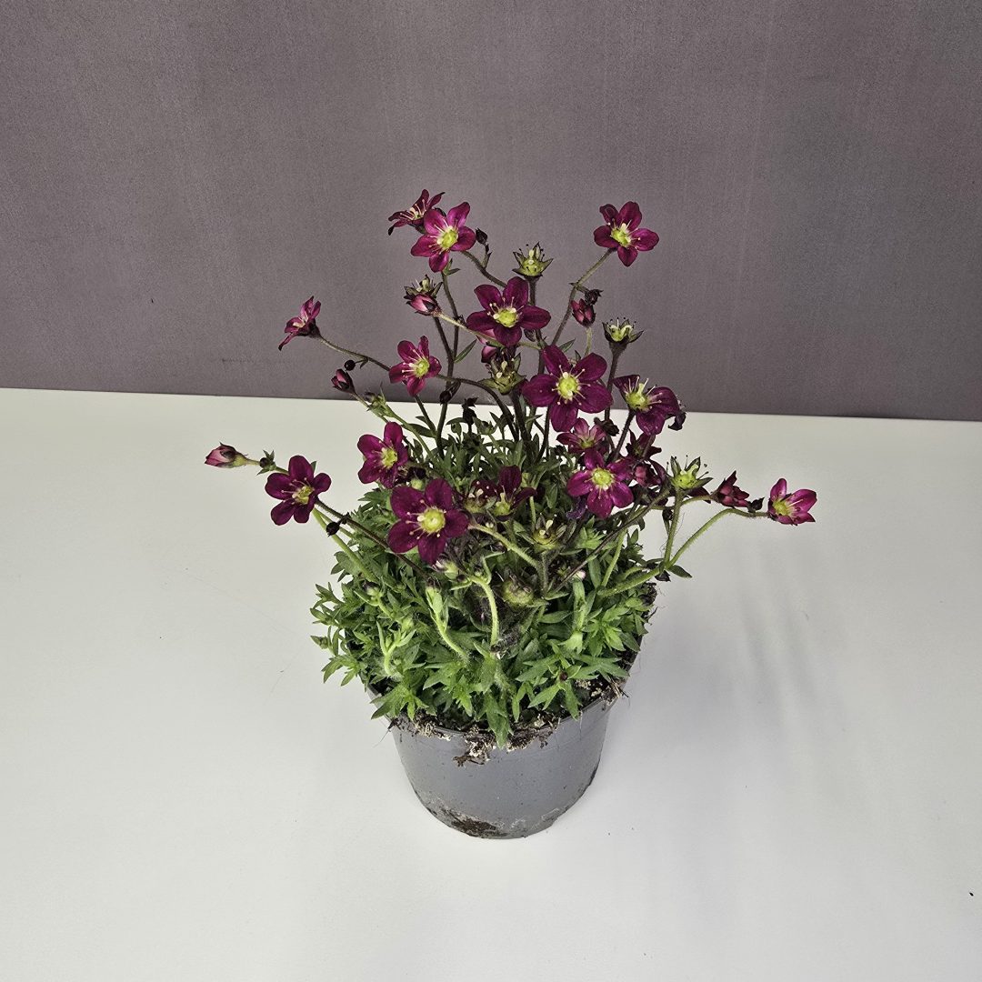 Saxifraga - Kötörőfű bordó 9/15