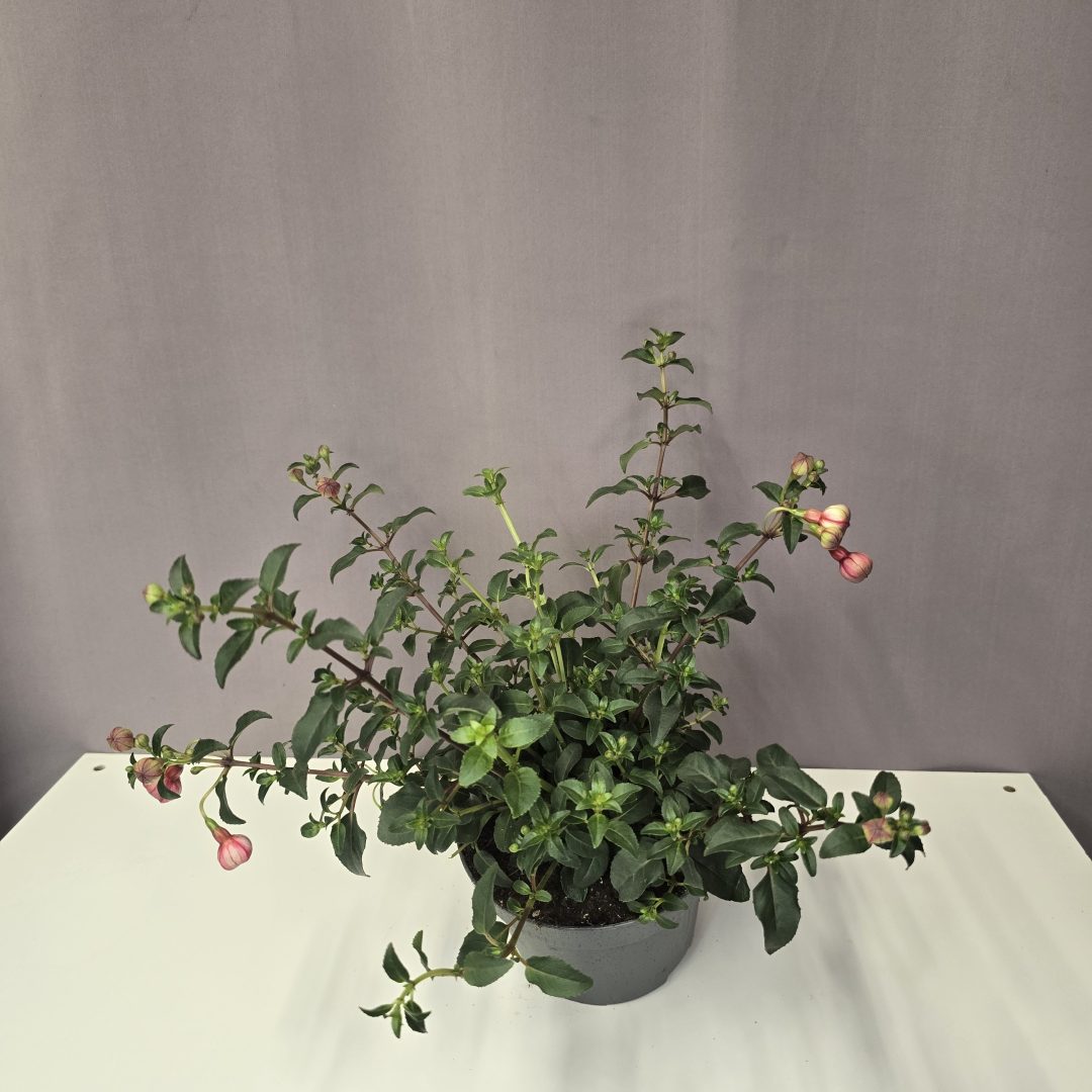 Évelő Fukszia - Fuchsia 'Heidi Ann' 12/30