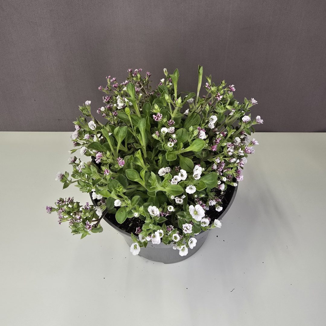 Madárlevelű fátyolvirág - Gypsophila cerastioides  13/15