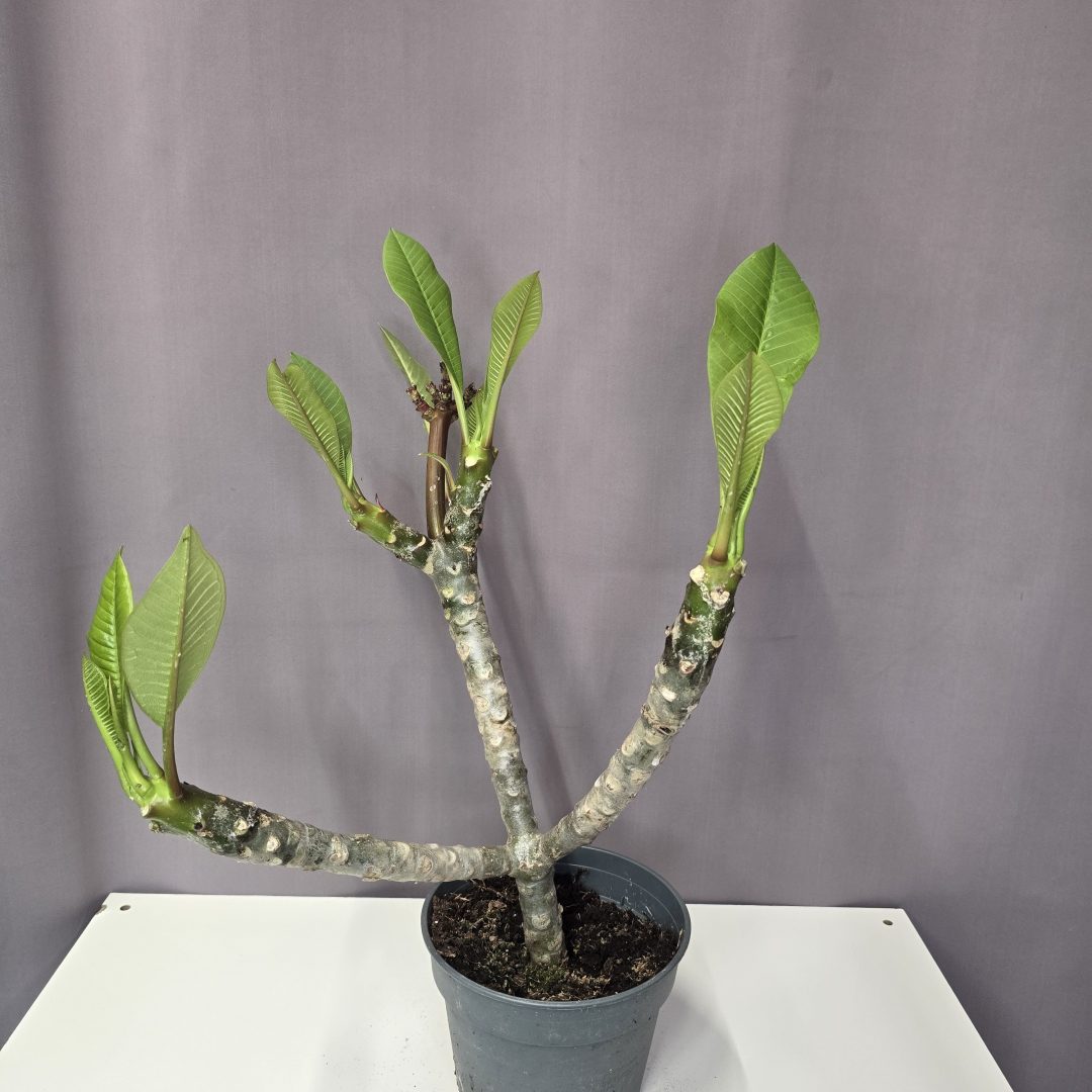 Hawaii rózsa - Plumeria 17/50
