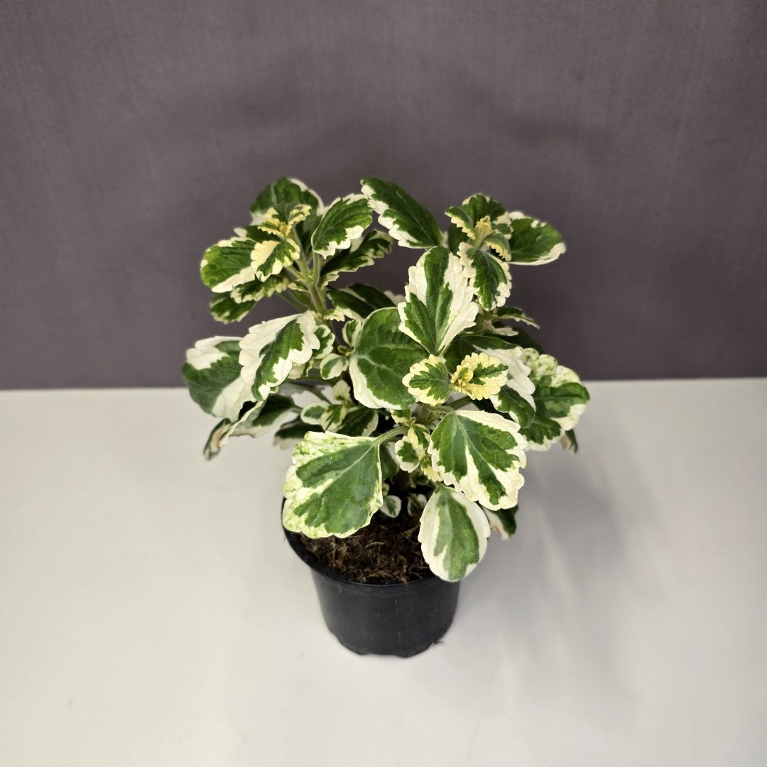 Szúnyogűző - (Plectranthus coleoides 'Variegata'