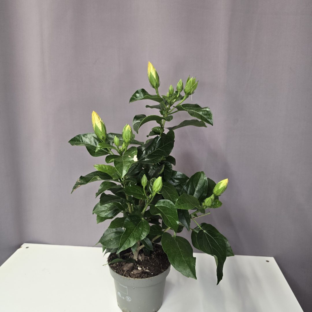 Zsákbamacska szobai hibiszkusz 13/40