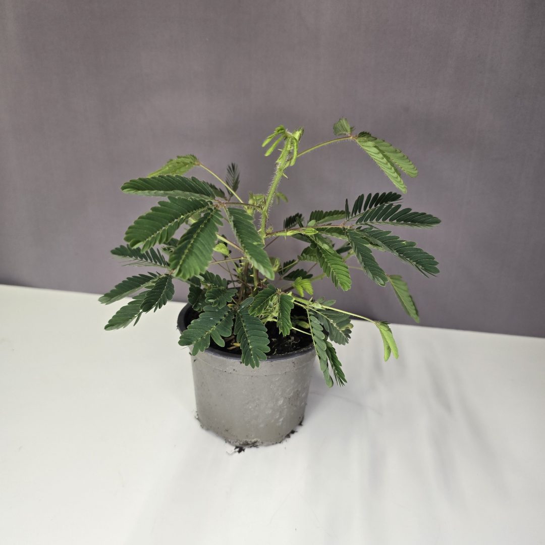 Mimóza - Mimosa pudica
